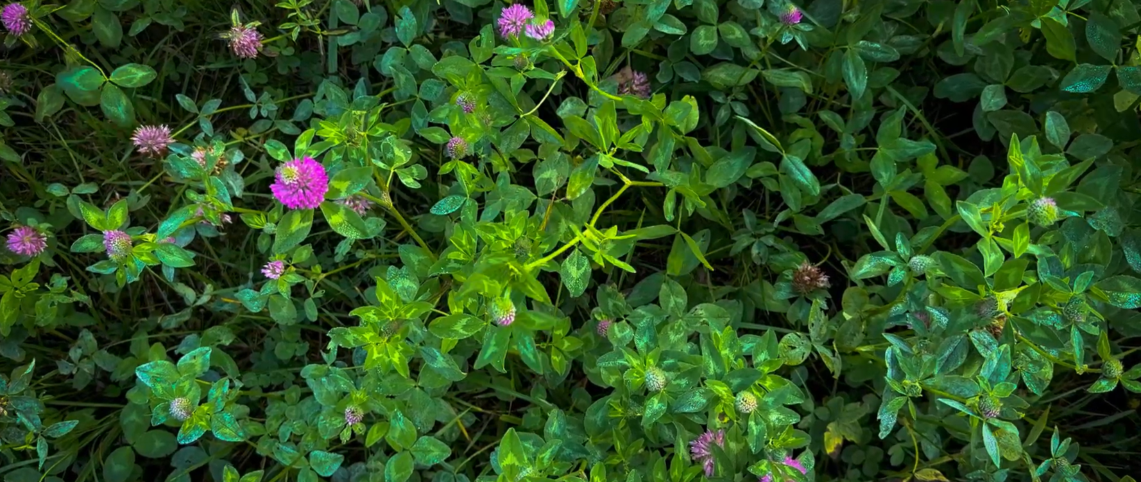 Blommande klöver