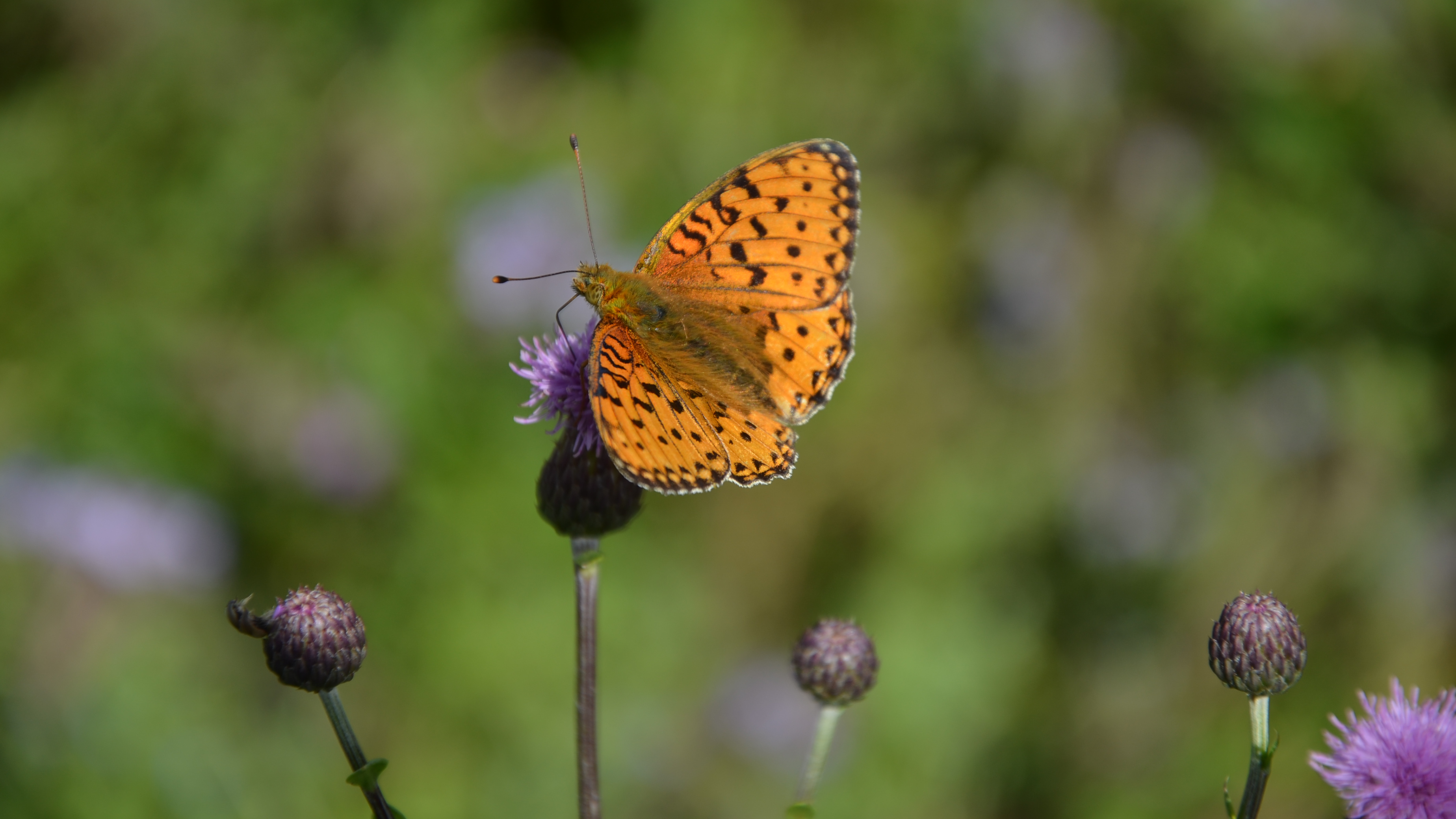 Orange fjäril med svarta prickar sitter på lila blomma