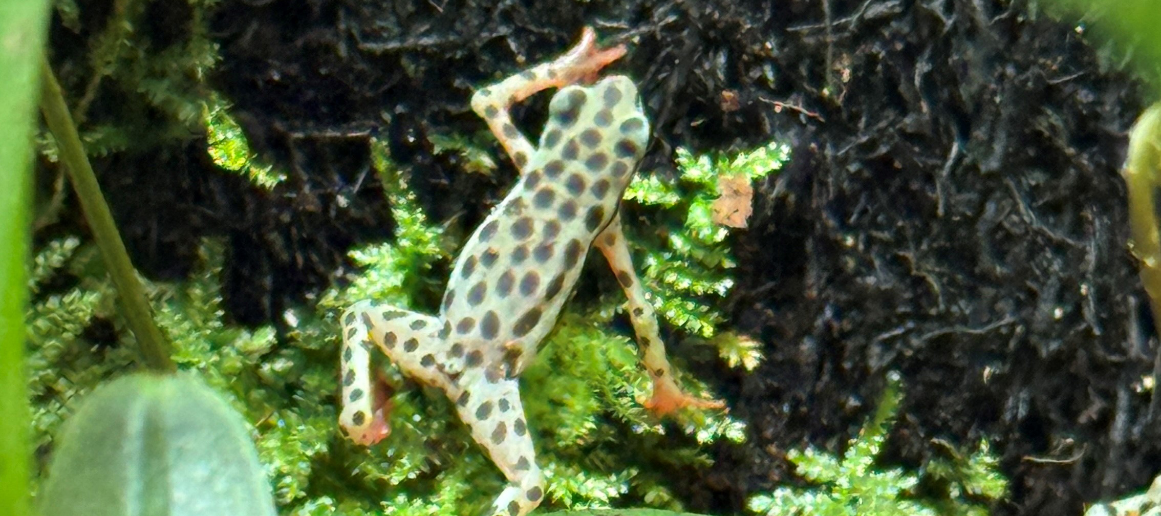 Padda i terrarium