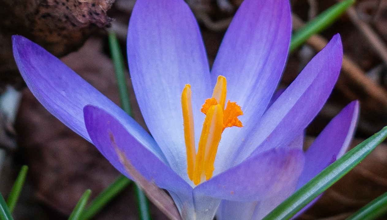 En lila blomma